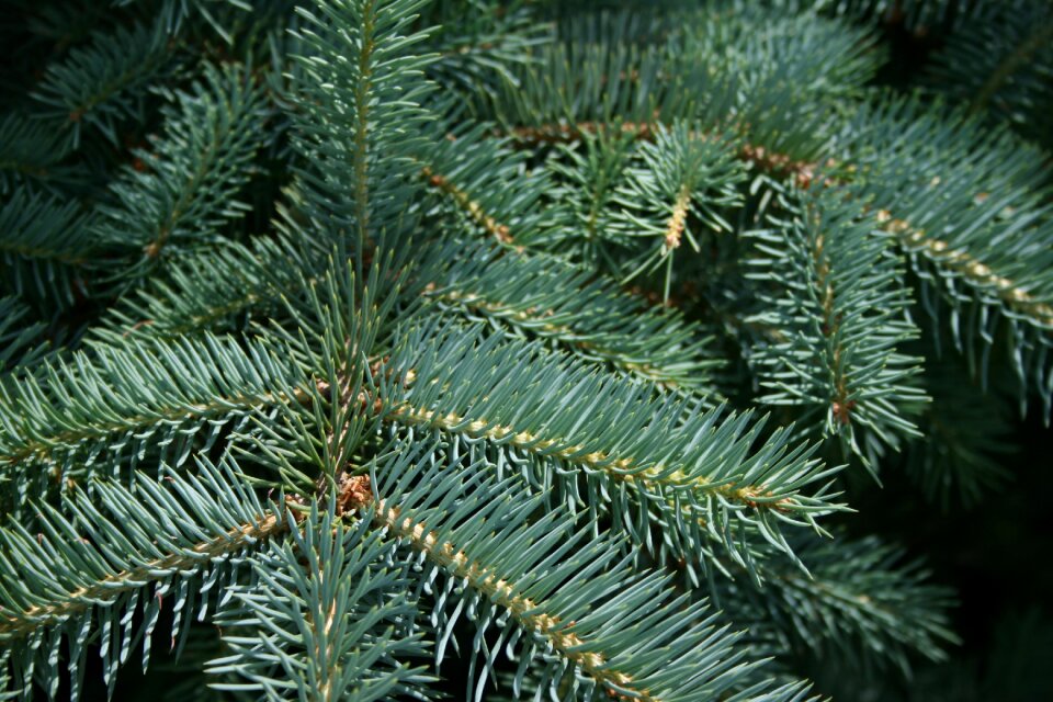 Tree needle christmas