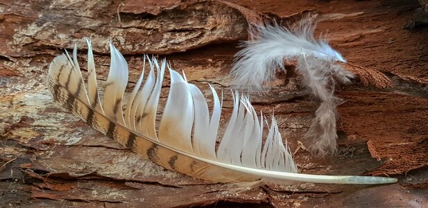Tree bark hunting icon bird feather