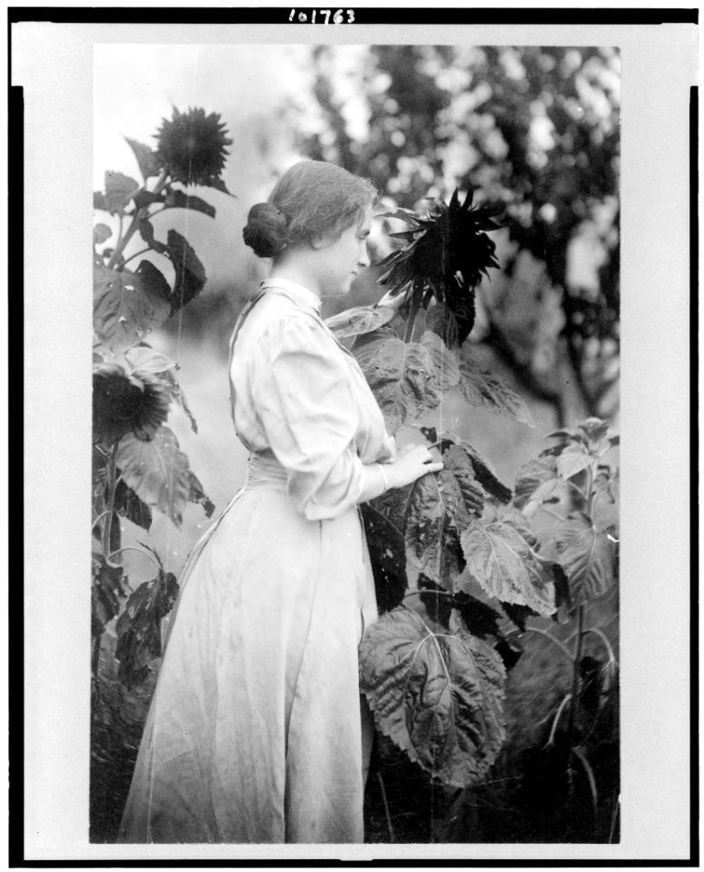 Helen Keller, three-quarter length portrait, standing in garden amid sunflowers, facing right LCCN90715104