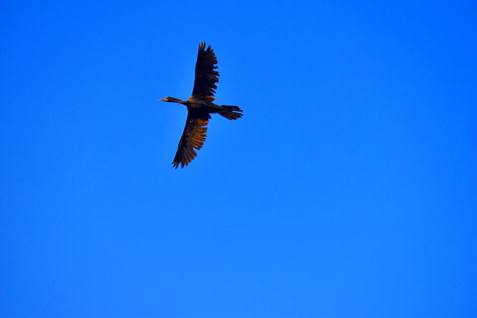 Aquatic bird flying black bird flight