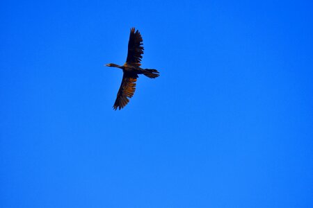 Aquatic bird flying black bird flight