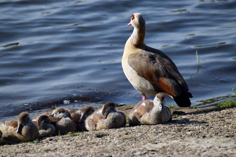 Waters animal goose