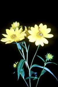 Helianthus grosseserratus NRCS-1