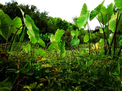 Green water rain