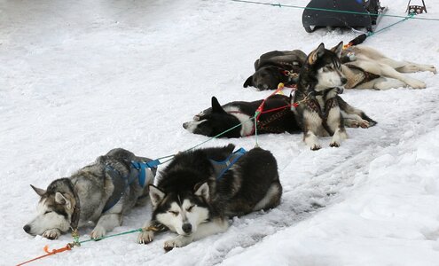 Race sleds dog sled race