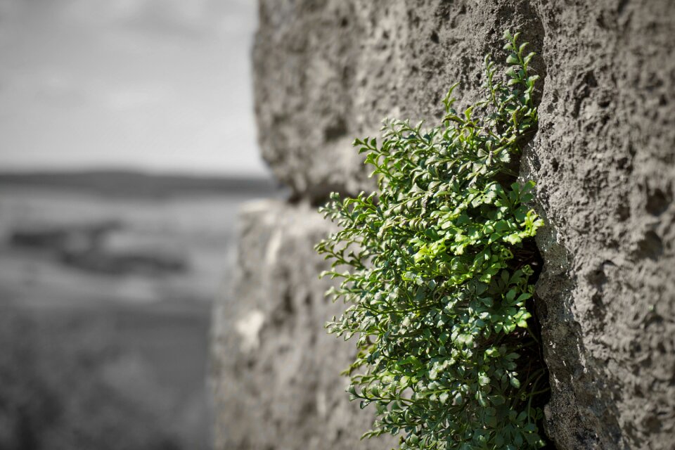 Ruin stone wall stones