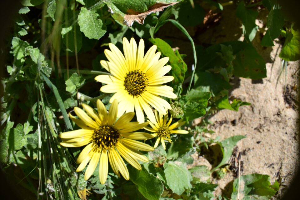 Flowers field daisy