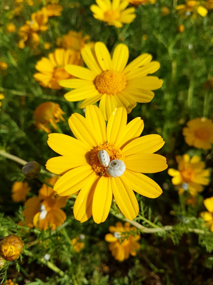 Field summer floral