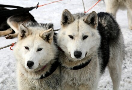 Race sleds dog sled race
