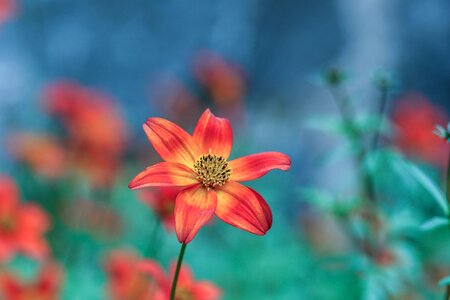 Garden flower blossom orange