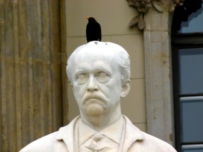 Helmholtz blackbird