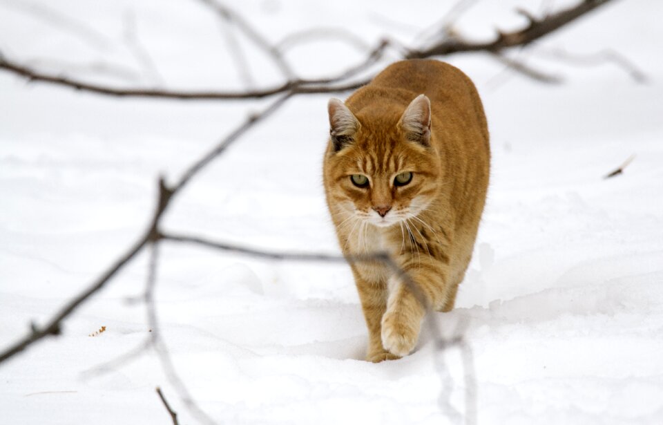 Companion walking snow