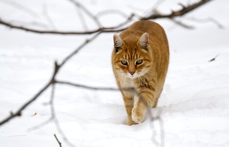 Companion walking snow