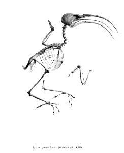Hemignathus procerus 206