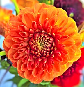 Ornamental plant single bloom yellow