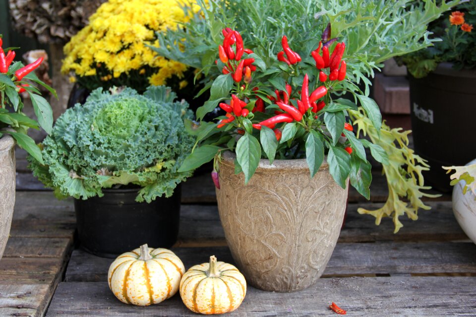 Autumn season design