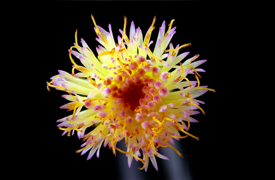 Tiny pistil macro