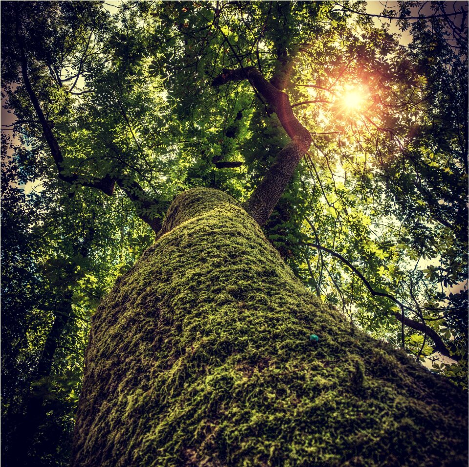 Sun sun rays nature