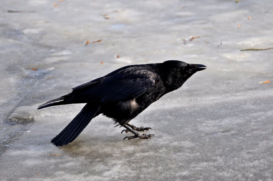 Corvus wildlife fauna