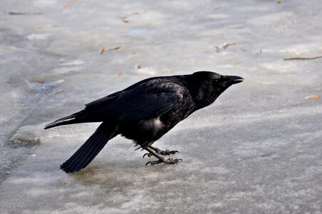 Corvus wildlife fauna