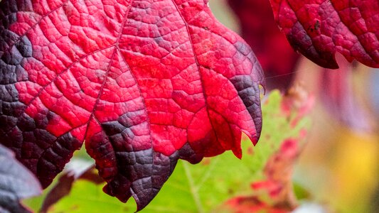 Decorative autumn colours vine