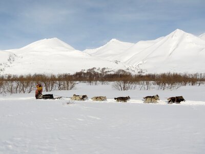 Race sleds dog sled race