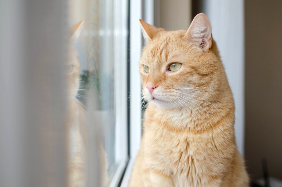 Domestic cat animal dachowiec