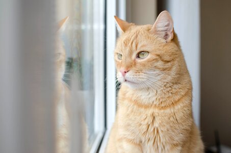 Domestic cat animal dachowiec photo