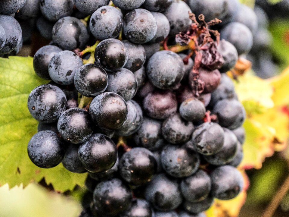 Varietal red wine berries