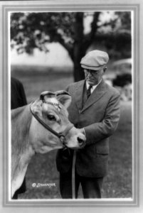 Henry Cantwell Wallace, three-quarter length portrait, standing, looking at Fern's Oxford Triumph, a cow LCCN91786297