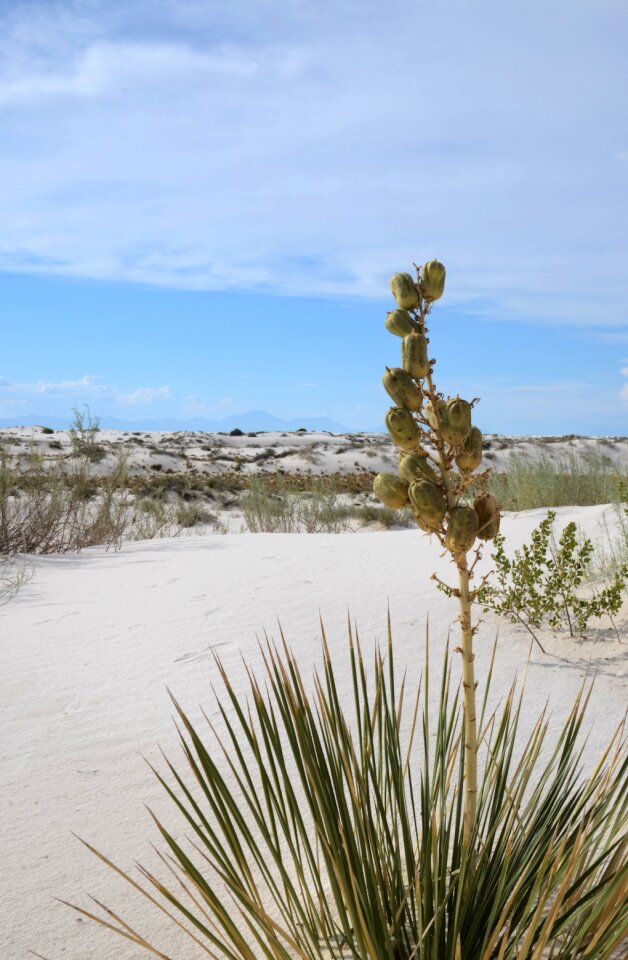 Summer blooming white sands