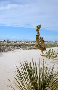 Summer blooming white sands