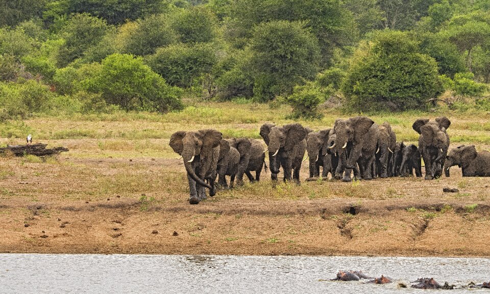 Riverbank large wildlife