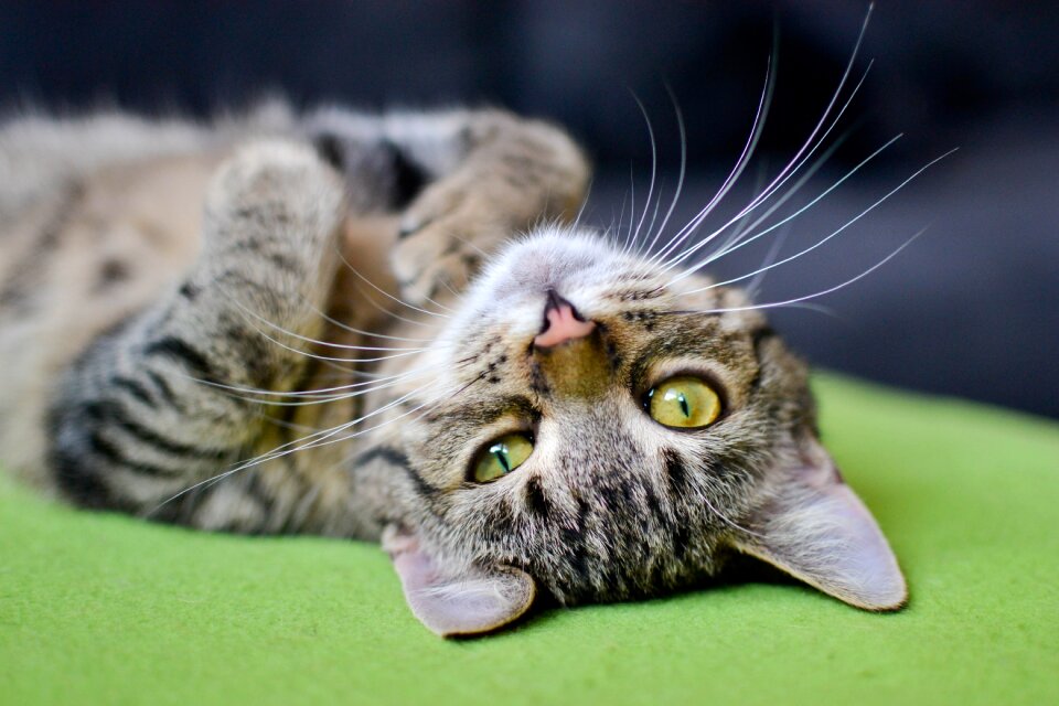 Domestic cat animal dachowiec