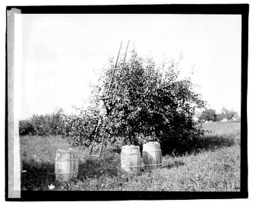 Herald Staunton Tour, picking apples LCCN2016828805 photo