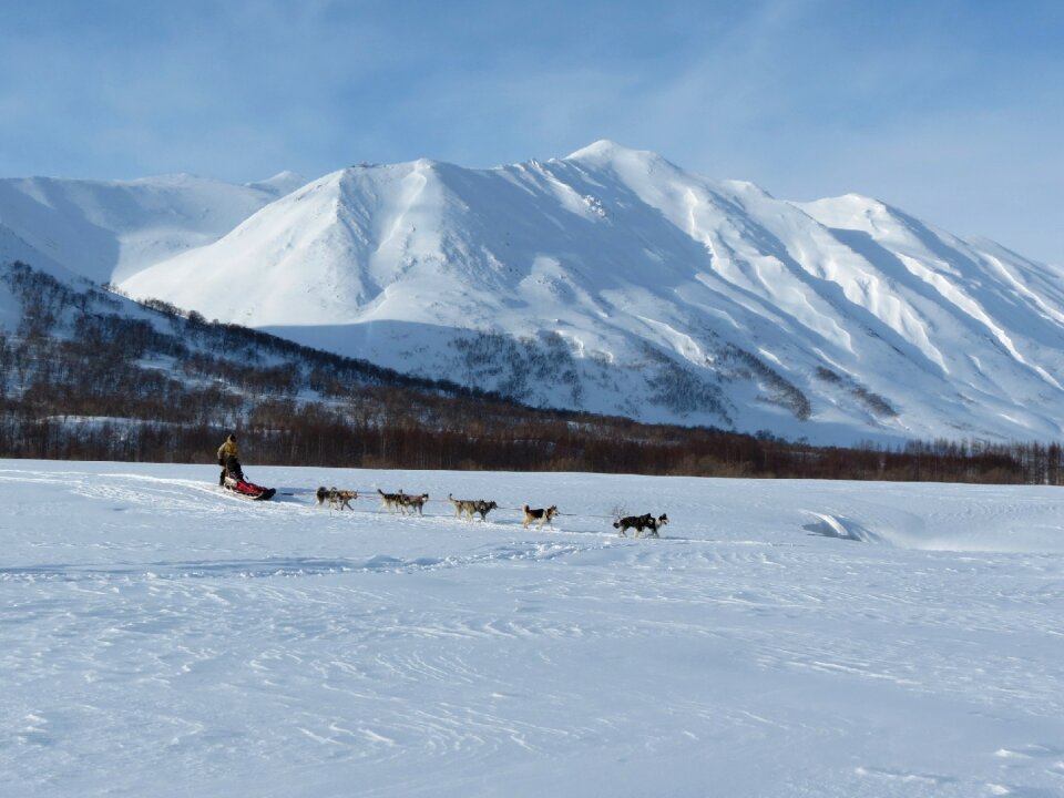 Race sleds dog sled race