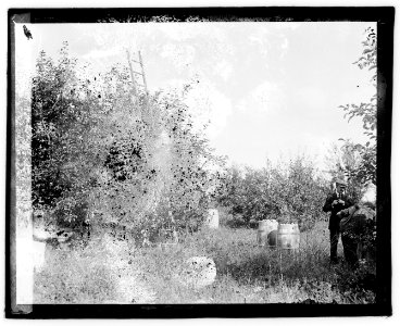 Herald Staunton Tour, picking apples LCCN2016828804 photo