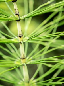 Forest horsetail equisetum green