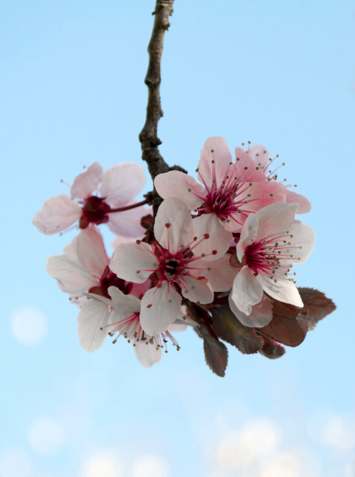 Nature flora blooming