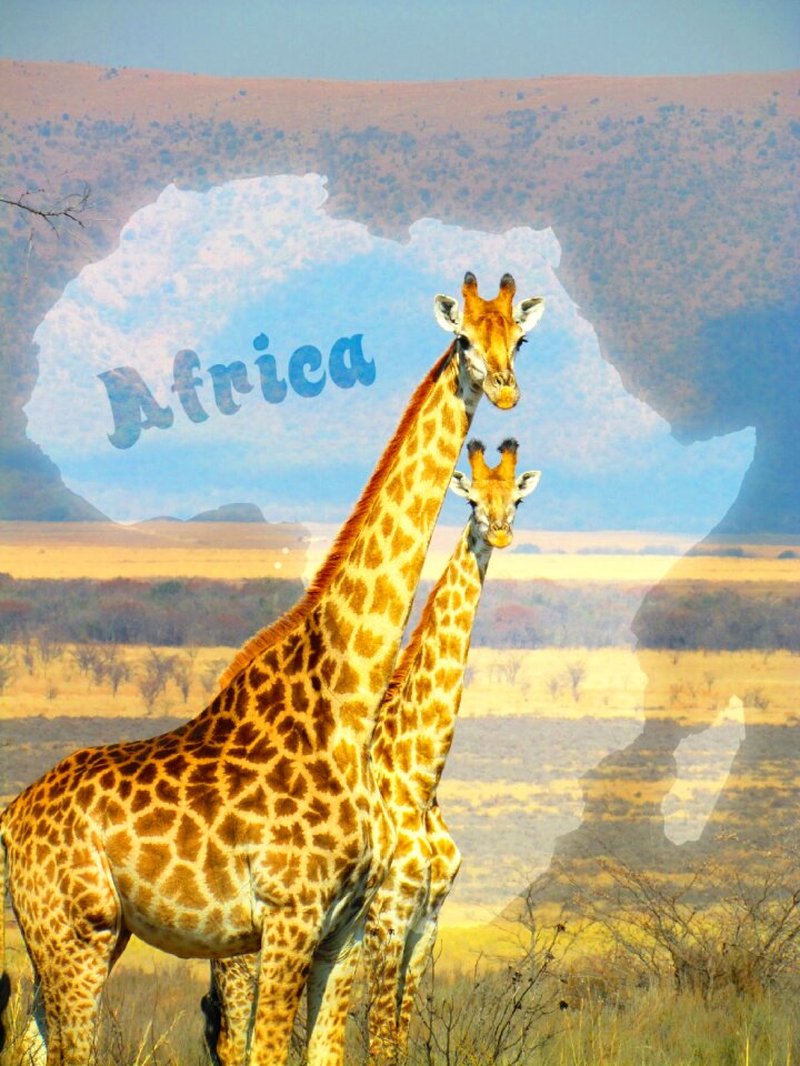 Africa nature wildlife