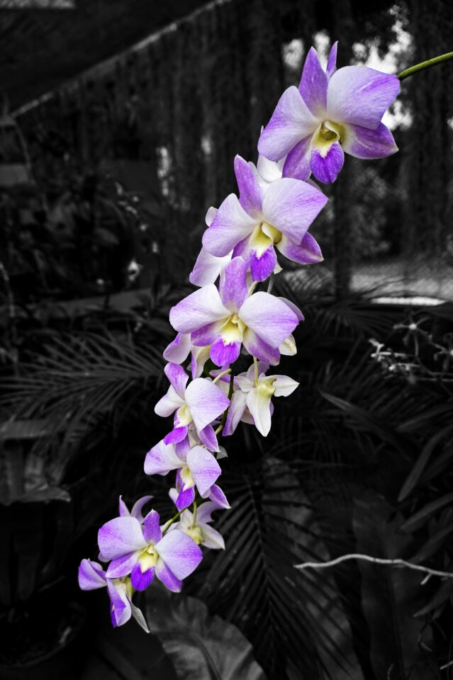 Petals nature black