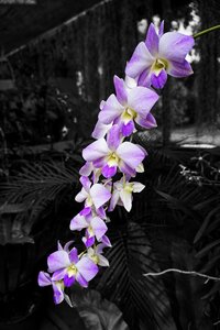 Petals nature black