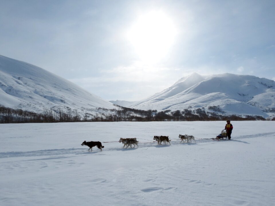 Race sleds dog sled race