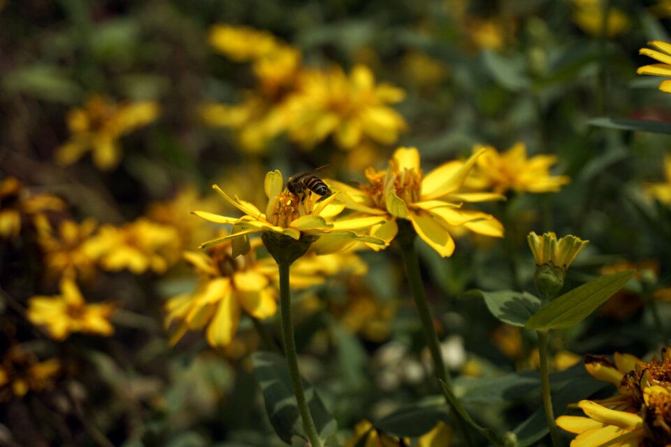 Honey close pollinator photo