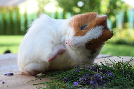 Piggy fluffy fur
