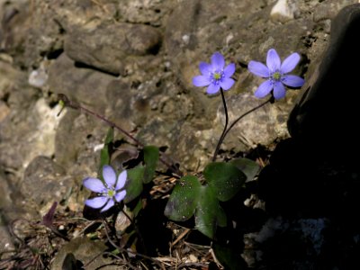 Hepatica nobilis Bodman1