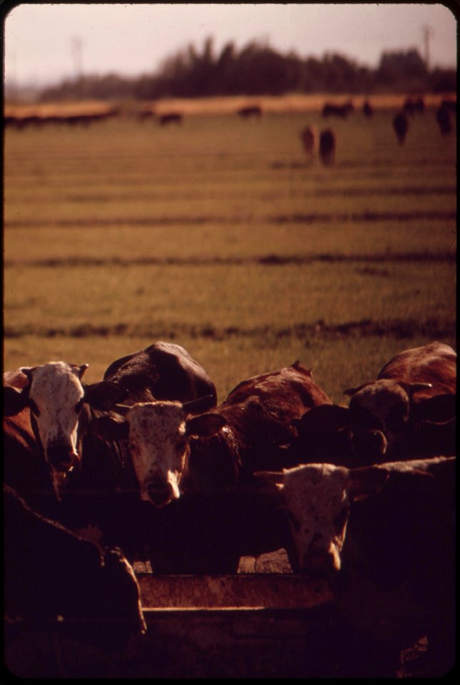 Herded-cattle-in-the-imperial-valley-may-1972 7152619967 o