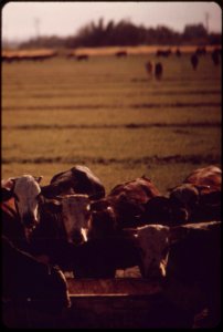 Herded-cattle-in-the-imperial-valley-may-1972 7152619967 o