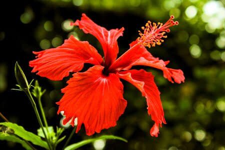 Flowers spring hibiscus photo