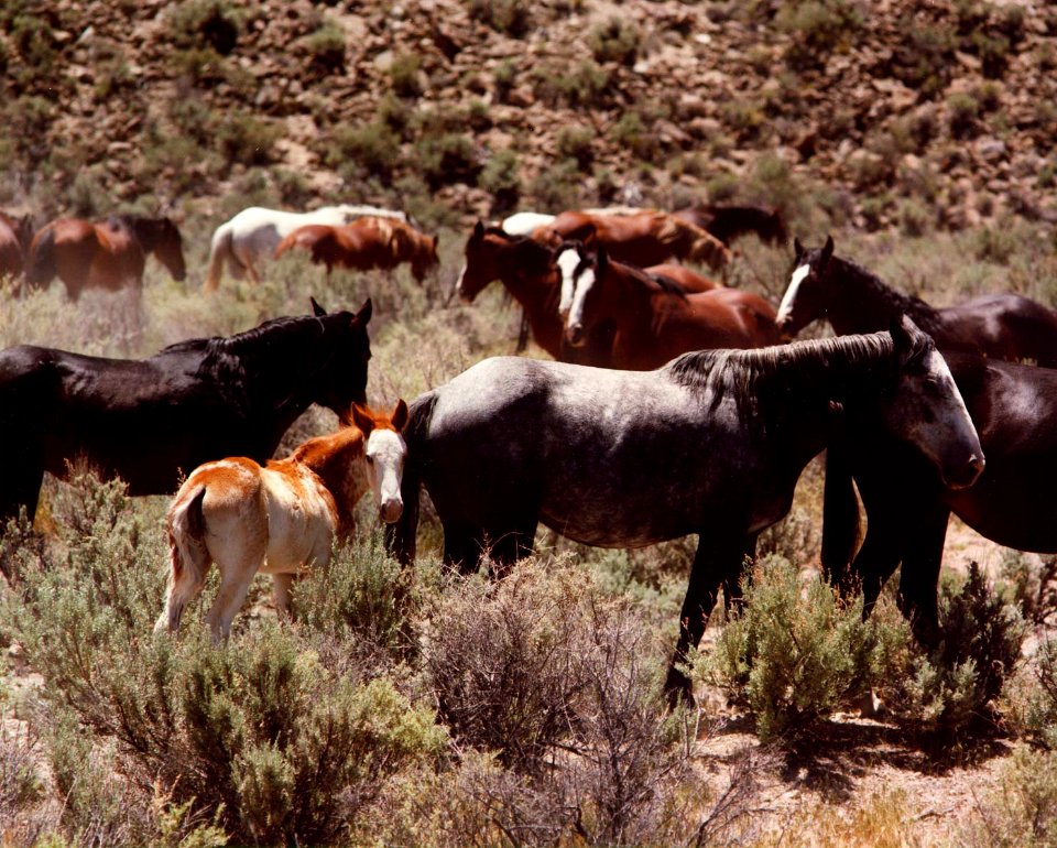 Herd of wild horses at the the Nevada Test Site 2